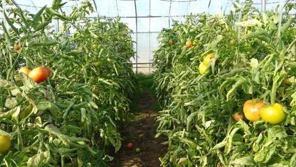 力農蔬菜種植合作社積極應對降溫天氣，保障蔬菜生產穩定
