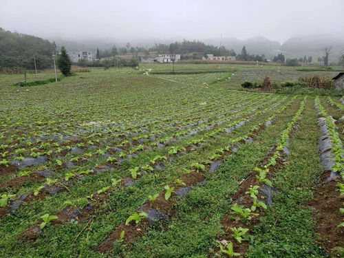 秋冬接茬蔬菜種植火熱推進 大田鄉田間地頭煥發新活力